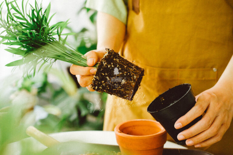 Giá thể và những điều bạn cần biết - 9X GARDEN