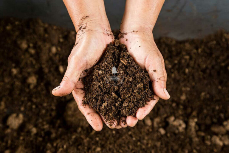 Giá thể và những điều bạn cần biết - 9X GARDEN