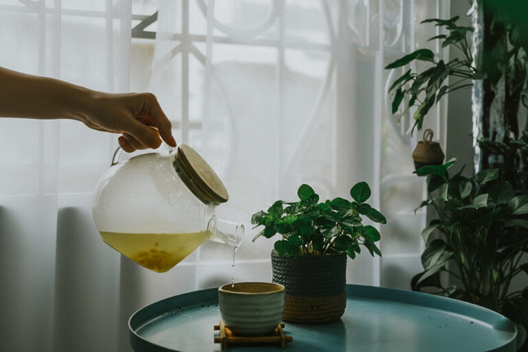 Hướng dẫn chăm sóc cây Bạc Hà - Pilea 'Nummular' | 9X