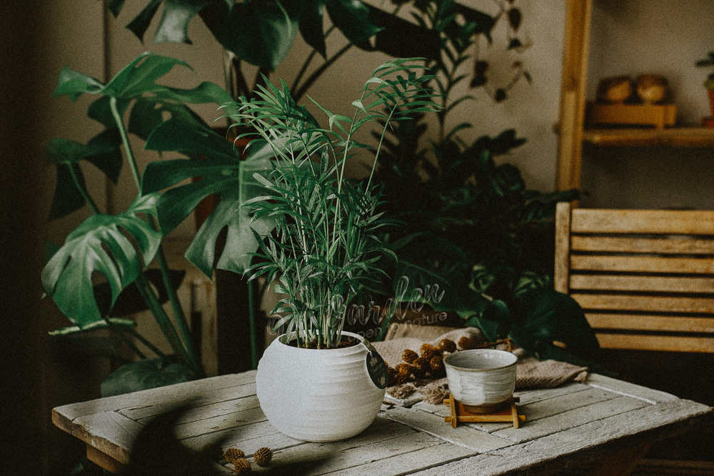 Hướng dẫn chăm sóc cây Cau Tiểu Trâm Hướng dẫn chăm sóc cây Cau Tiểu Trâm - Chamaedorea El