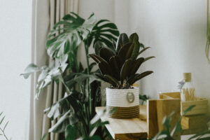 Hướng dẫn chăm sóc cây Đa Búp Đỏ - Ficus elastica B