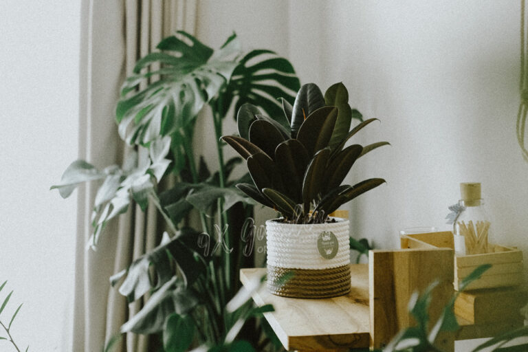 Hướng dẫn chăm sóc cây Đa Búp Đỏ - Ficus elastica B