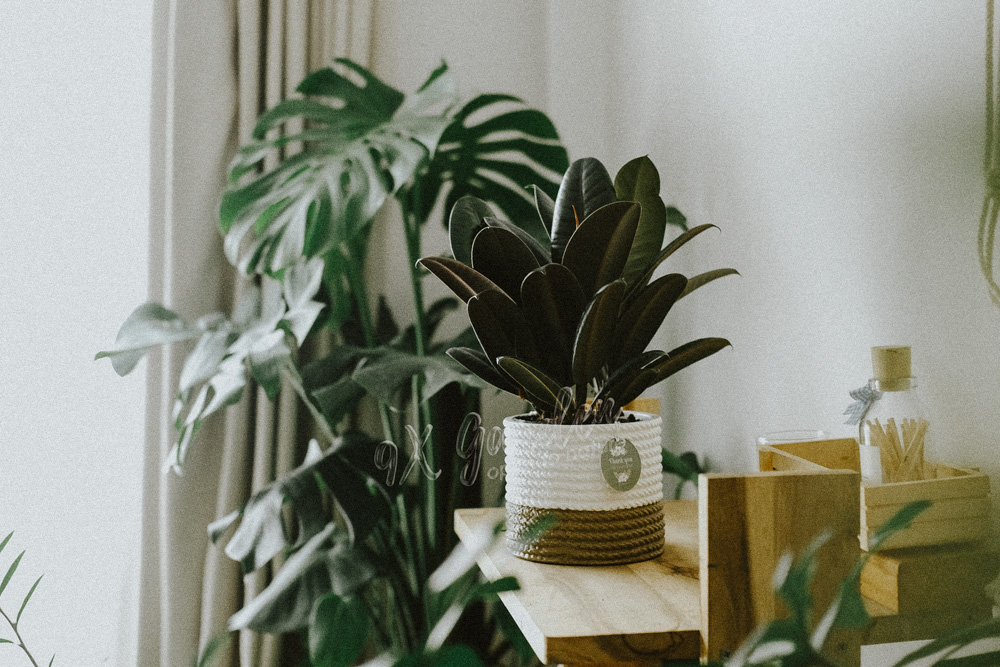 Hướng dẫn chăm sóc cây Đa Búp Đỏ Hướng dẫn chăm sóc cây Đa Búp Đỏ - Ficus elastica B