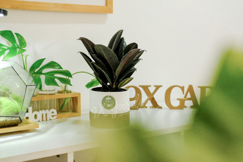 Hướng dẫn chăm sóc cây Đa Búp Đỏ - Ficus elastica B