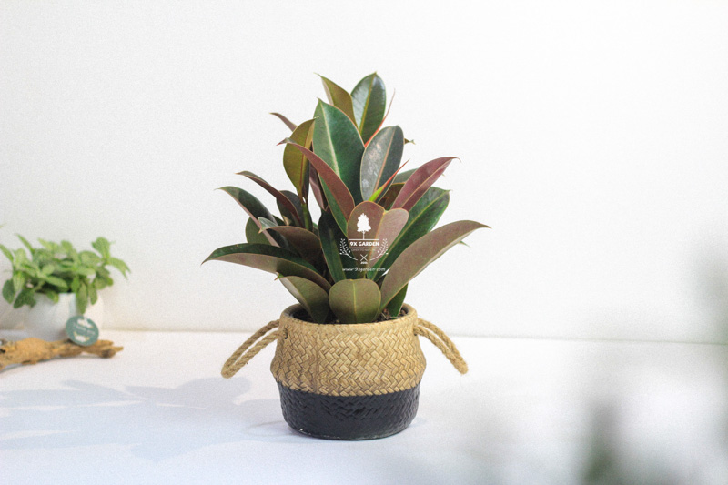 Hướng dẫn chăm sóc cây Đa Búp Đỏ - Ficus elastica B