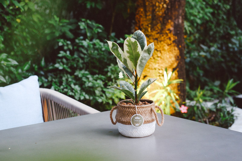 Hướng dẫn chăm sóc cây Đa Cẩm Thạch - Ficus elastic