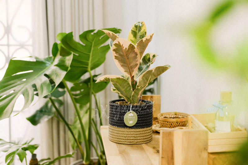 huong-dan-cham-soc-cay-da-cam-thach-ficus-elastica-tineke-3-1.jpg