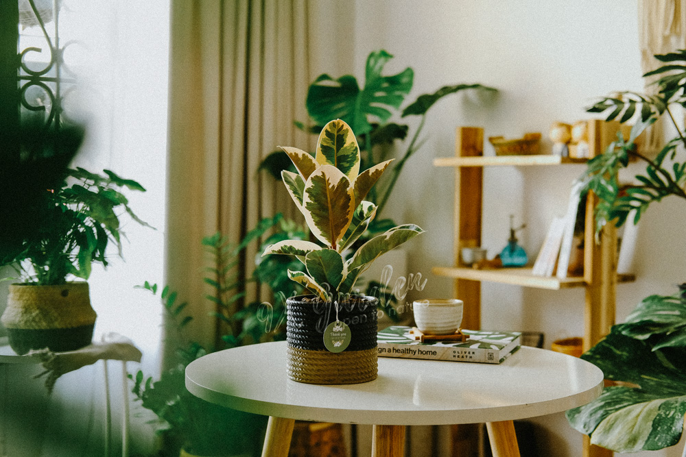 Hướng dẫn chăm sóc cây Đa Cẩm Thạch Hướng dẫn chăm sóc cây Đa Cẩm Thạch - Ficus elastic