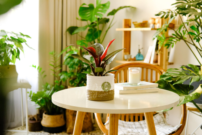 Hướng dẫn chăm sóc cây Đế Vương Đỏ - Philodendro