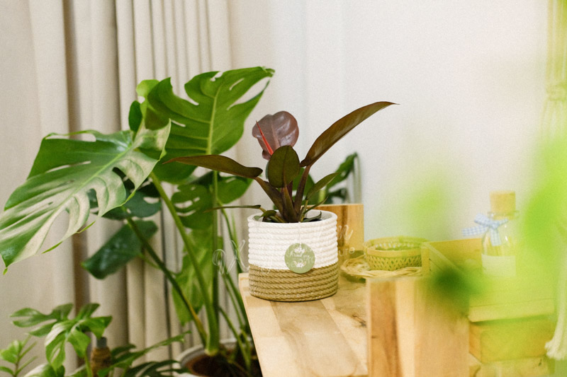 Hướng dẫn chăm sóc cây Đế Vương Đỏ - Philodendro