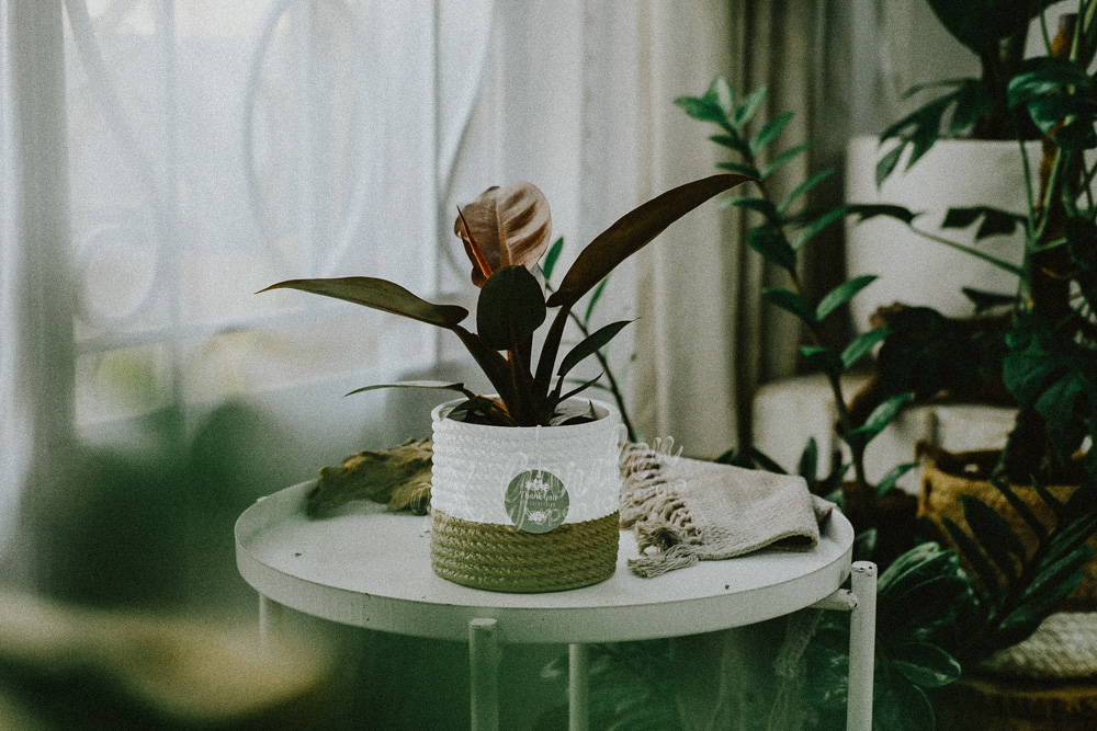 Hướng dẫn chăm sóc cây Đế Vương Đỏ - Philodendro