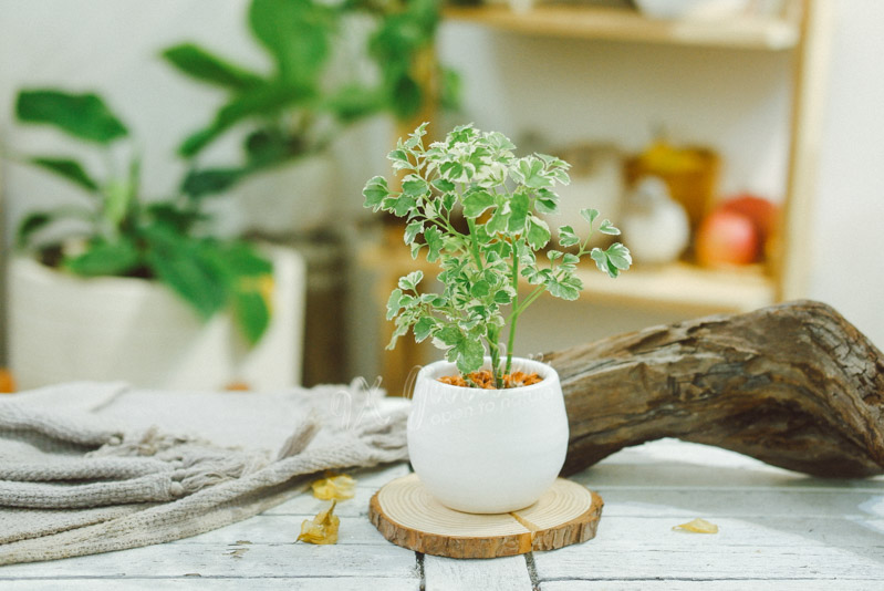 Hướng dẫn chăm sóc cây Đinh Lăng Cẩm Thạch - Polys