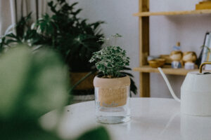 Hướng dẫn chăm sóc cây Đinh Lăng Cẩm Thạch - Polys