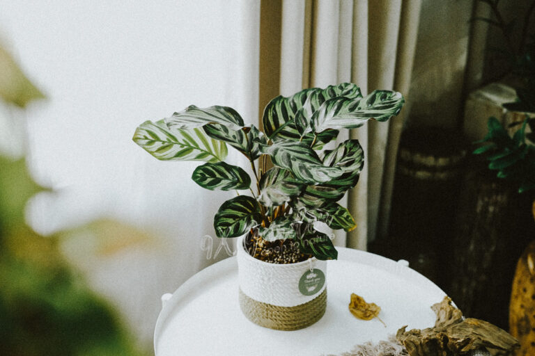 Hướng dẫn chăm sóc cây Đuôi Công - Calathea | 9X GARD