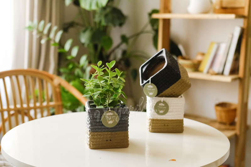 Hướng dẫn chăm sóc cây Hoya Tròn - Hoya cumingiana | 9X