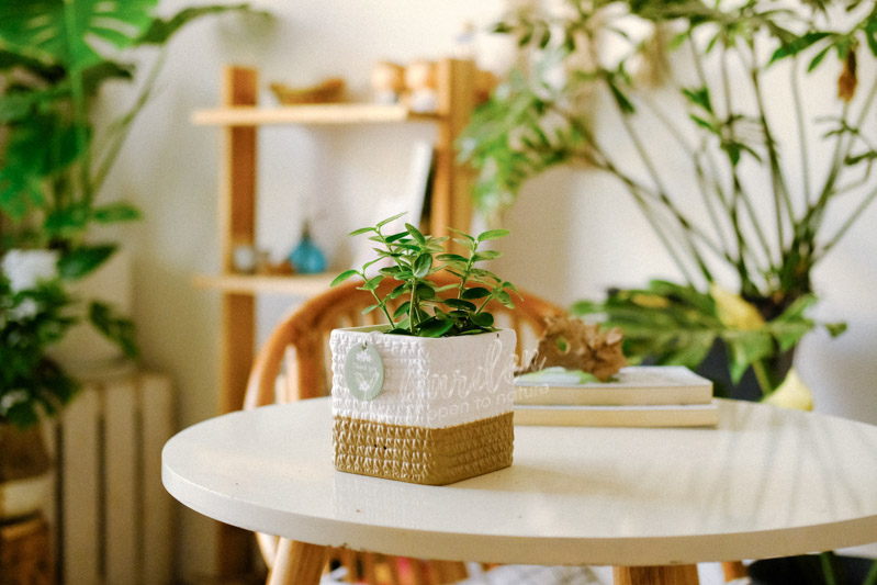 huong-dan-cham-soc-cay-hoya-tron-hoya-cumingiana-3-1.jpg