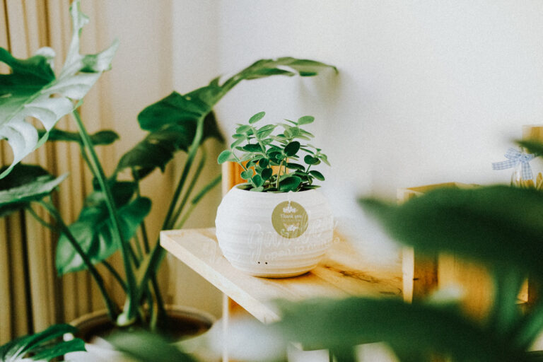 Hướng dẫn chăm sóc cây Hoya Tròn - Hoya cumingiana | 9X