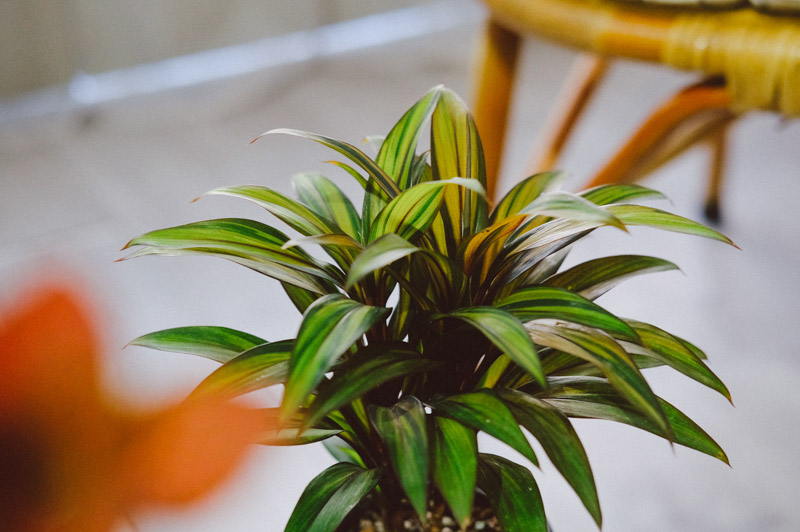 Hướng dẫn chăm sóc cây Huyết Dụ - Cordyline fruticos