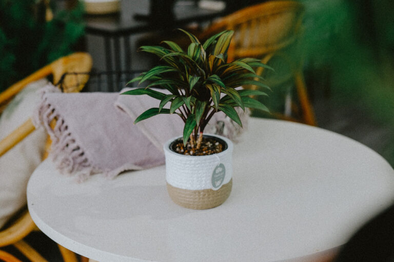 Hướng dẫn chăm sóc cây Huyết Dụ - Cordyline fruticos