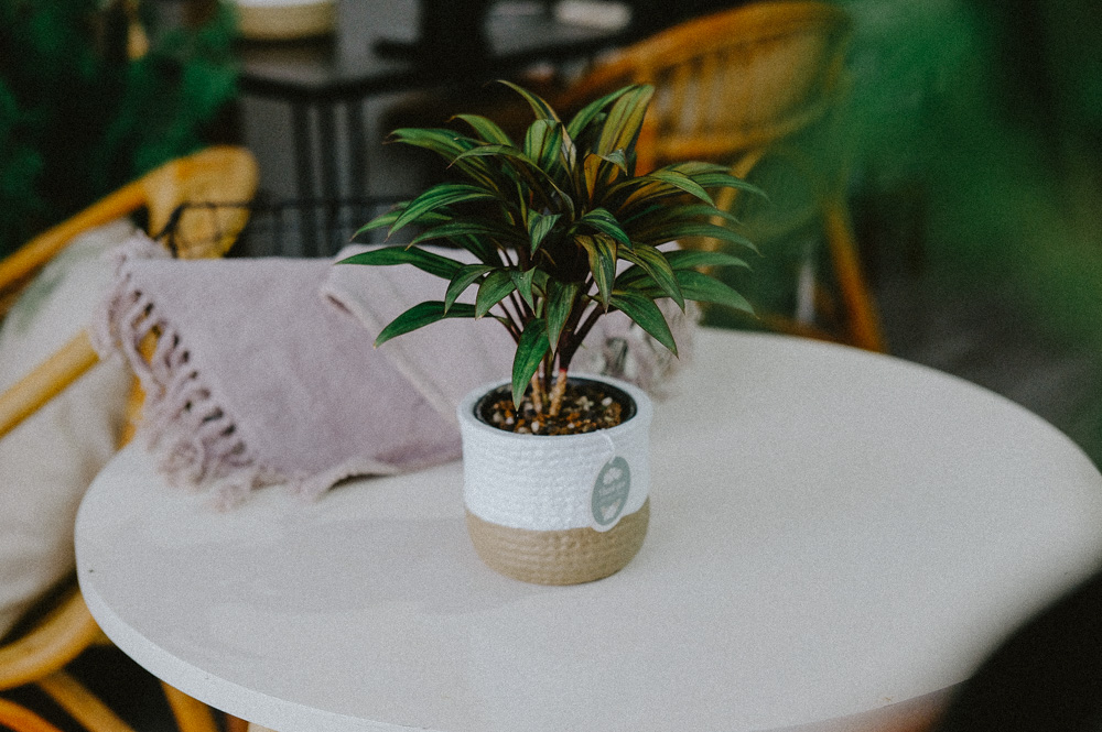 Hướng dẫn chăm sóc cây Huyết Dụ Hướng dẫn chăm sóc cây Huyết Dụ - Cordyline fruticos