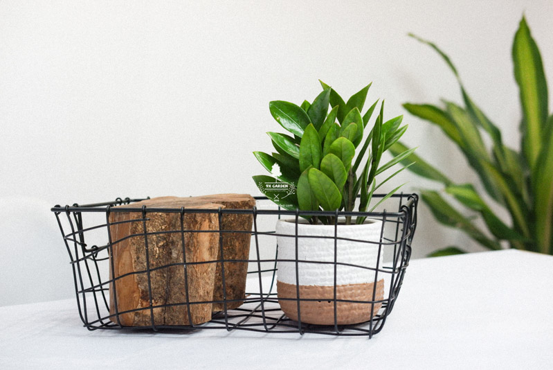 Hướng dẫn chăm sóc cây Kim Tiền - Zamiaoculcas Zamiifo