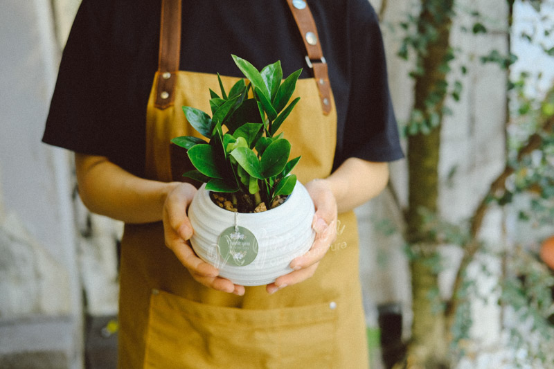 Hướng dẫn chăm sóc cây Kim Tiền - Zamiaoculcas Zamiifo