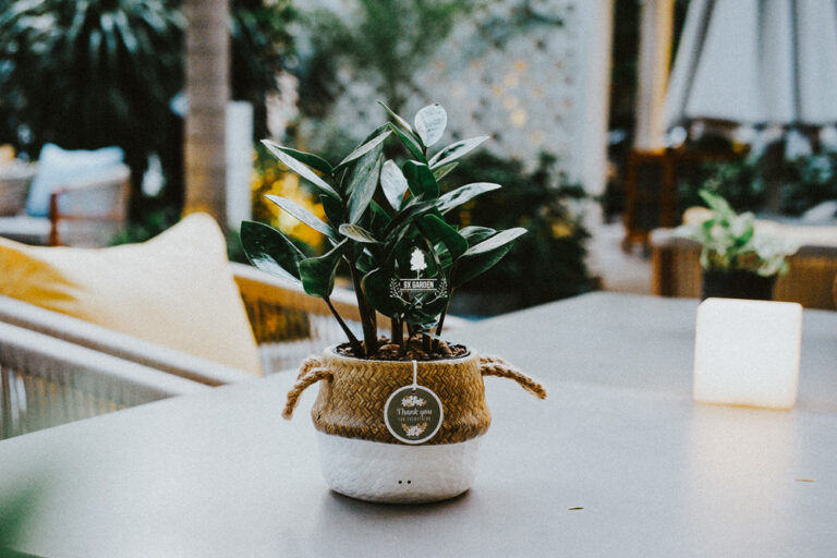 Hướng dẫn chăm sóc cây Kim Tiền - Zamiaoculcas Zamiifo