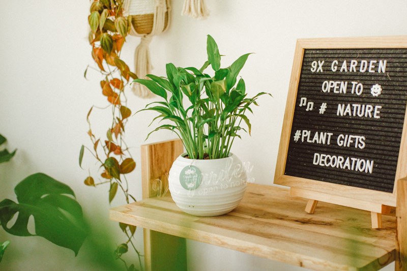 Hướng dẫn chăm sóc cây Lan Ý - Spathiphyllum Wallisii