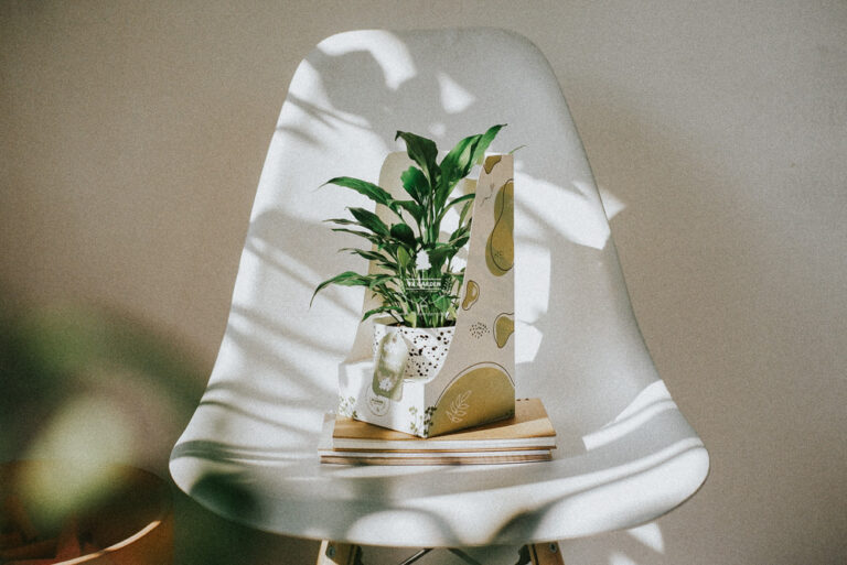 Hướng dẫn chăm sóc cây Lan Ý - Spathiphyllum Wallisii