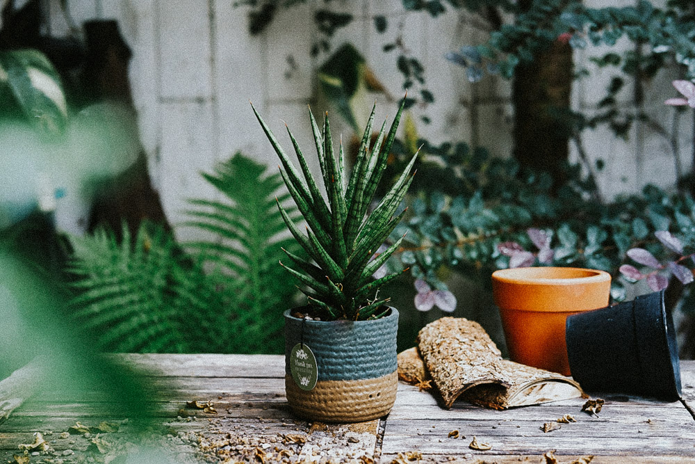Hướng dẫn chăm sóc cây Ngà Voi Hướng dẫn chăm sóc cây Ngà Voi - Sansevieria Bacularis