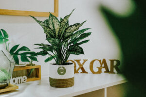 Hướng dẫn chăm sóc cây Ngọc Ngân - Osaka White Aglaon