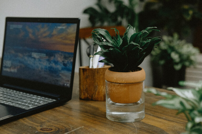 Hướng dẫn chăm sóc cây Phát Tài Úc - Dracaena Deremen
