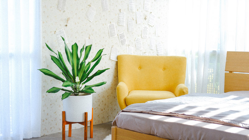 Hướng dẫn chăm sóc cây Thiết Mộc Lan - Dracaena Frag