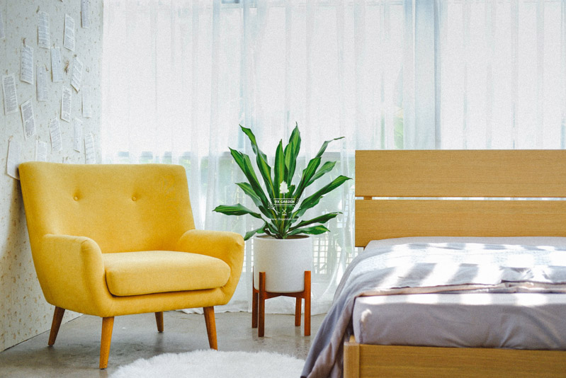 Hướng dẫn chăm sóc cây Thiết Mộc Lan - Dracaena Frag
