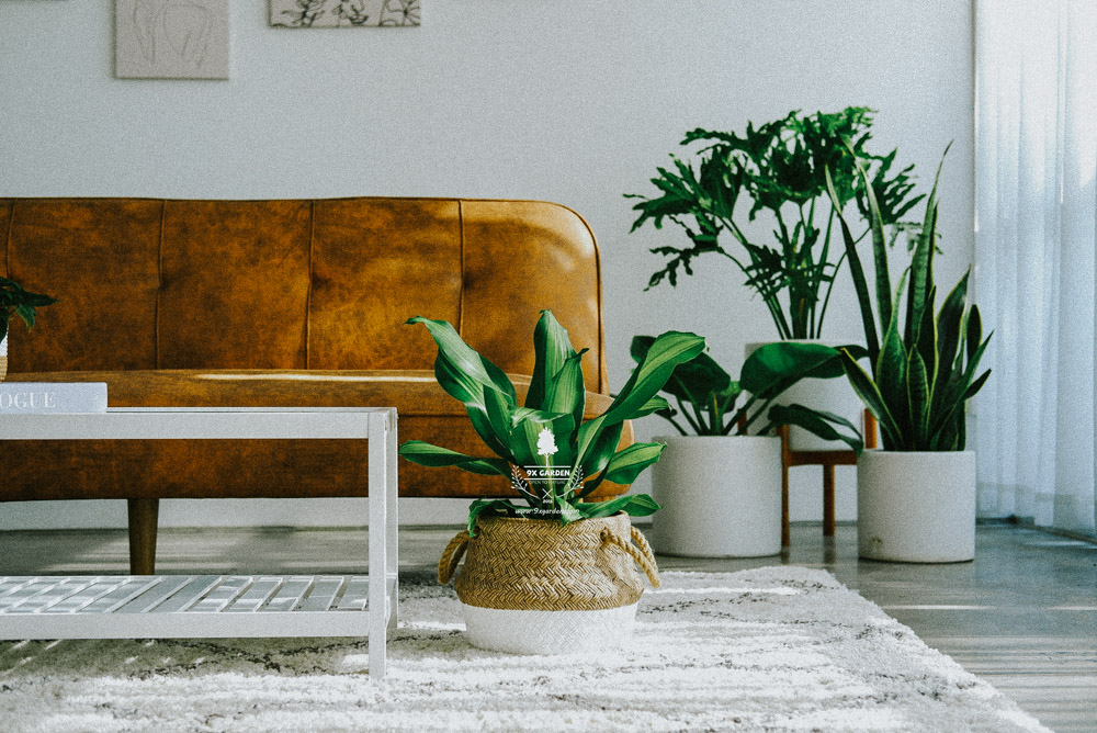 dracena braune bltter Grosser Drachenbaum