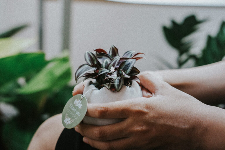 Hướng dẫn chăm sóc cây Trai Tía - Silvery Wandering Jew