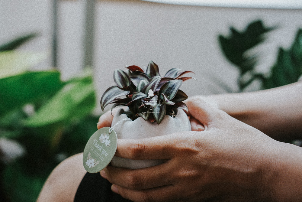 Hướng dẫn chăm sóc cây Trai Tía - Silvery Wandering Jew