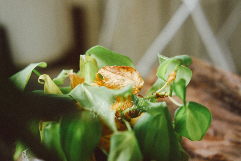 Hướng dẫn chăm sóc cây Trầu Bà Brasil - Philodendron