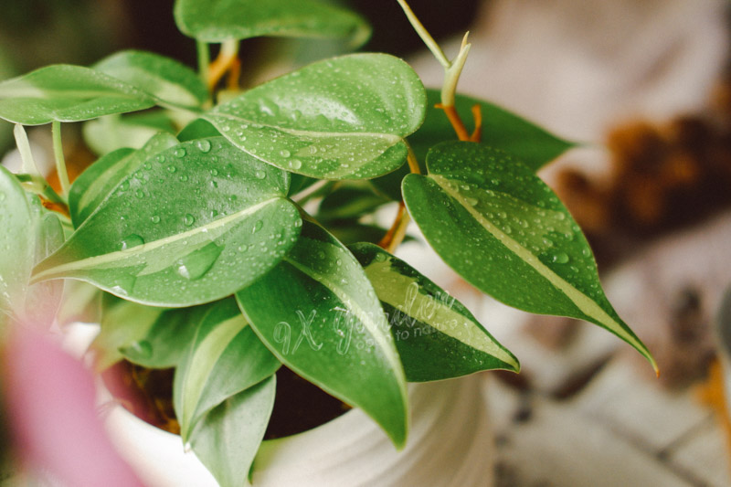 Hướng dẫn chăm sóc cây Trầu Bà Brasil - Philodendron