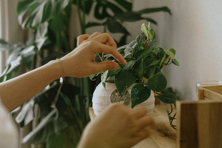 Hướng dẫn chăm sóc cây Trầu Bà Brasil - Philodendron