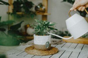 Hướng dẫn chăm sóc cây Trầu Bà Cẩm Thạch - N’Jo