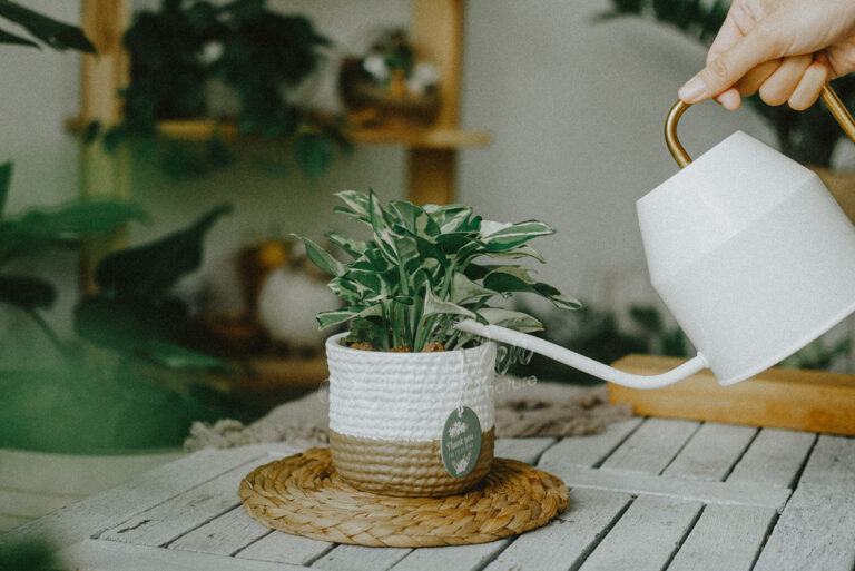 Hướng dẫn chăm sóc cây Trầu Bà Cẩm Thạch - N’Jo