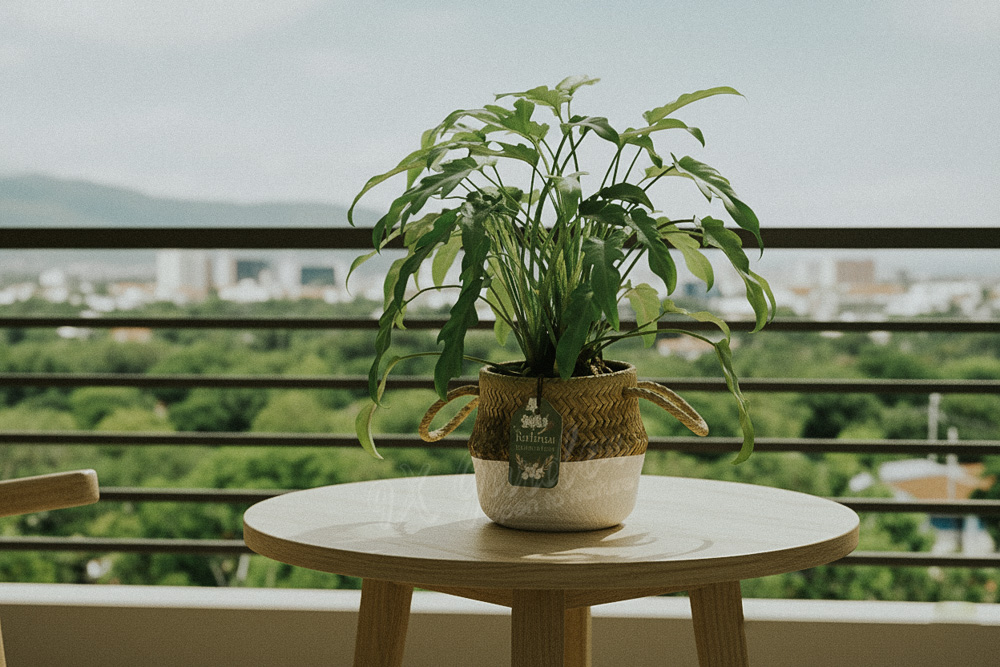 Hướng dẫn chăm sóc cây Trầu Bà Khía - Philondendron