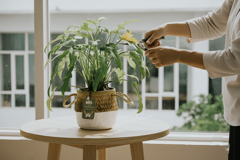 Hướng dẫn chăm sóc cây Trầu Bà Khía - Philondendron