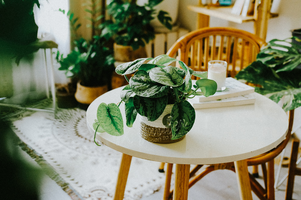 Hướng dẫn chăm sóc cây Trầu Bà Lụa - Scindapsus Pic