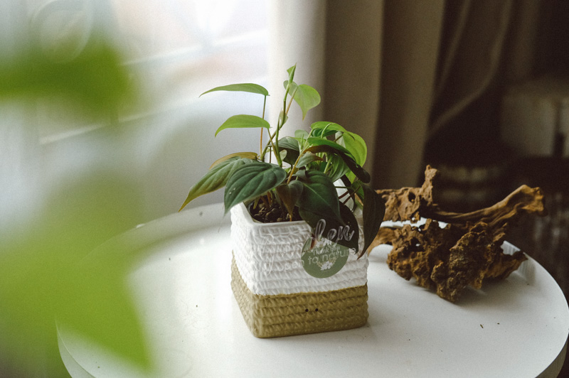 Hướng dẫn chăm sóc cây Trầu Bà Micans - Philodendron
