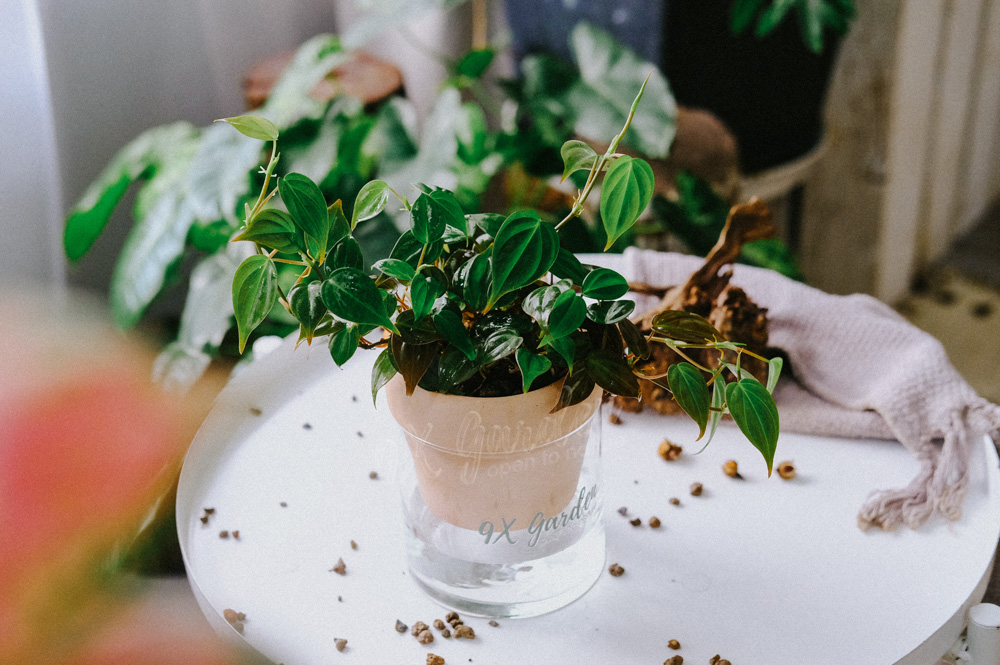 Hướng dẫn chăm sóc cây Trầu Bà Micans - Philodendron