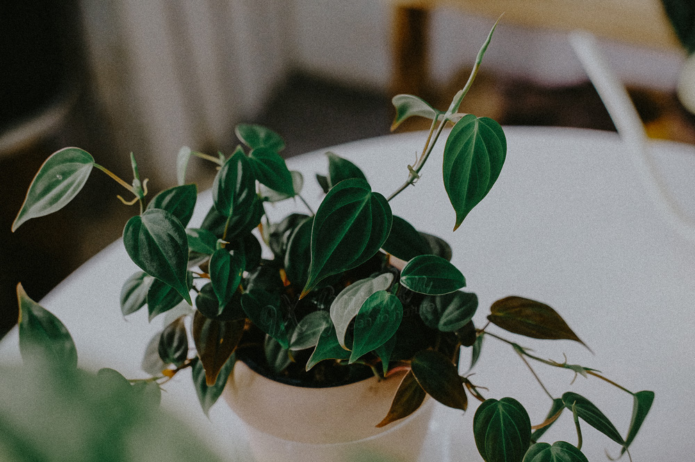 Hướng dẫn chăm sóc cây Trầu Bà Micans - Philodendron