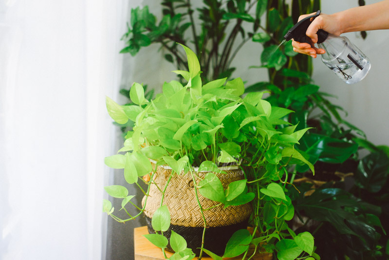 Hướng dẫn chăm sóc cây Trầu Bà Neon - Neon Pothos | 9