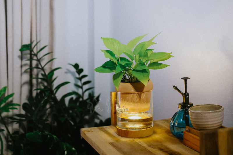 Hướng dẫn chăm sóc cây Trầu Bà Neon - Neon Pothos | 9